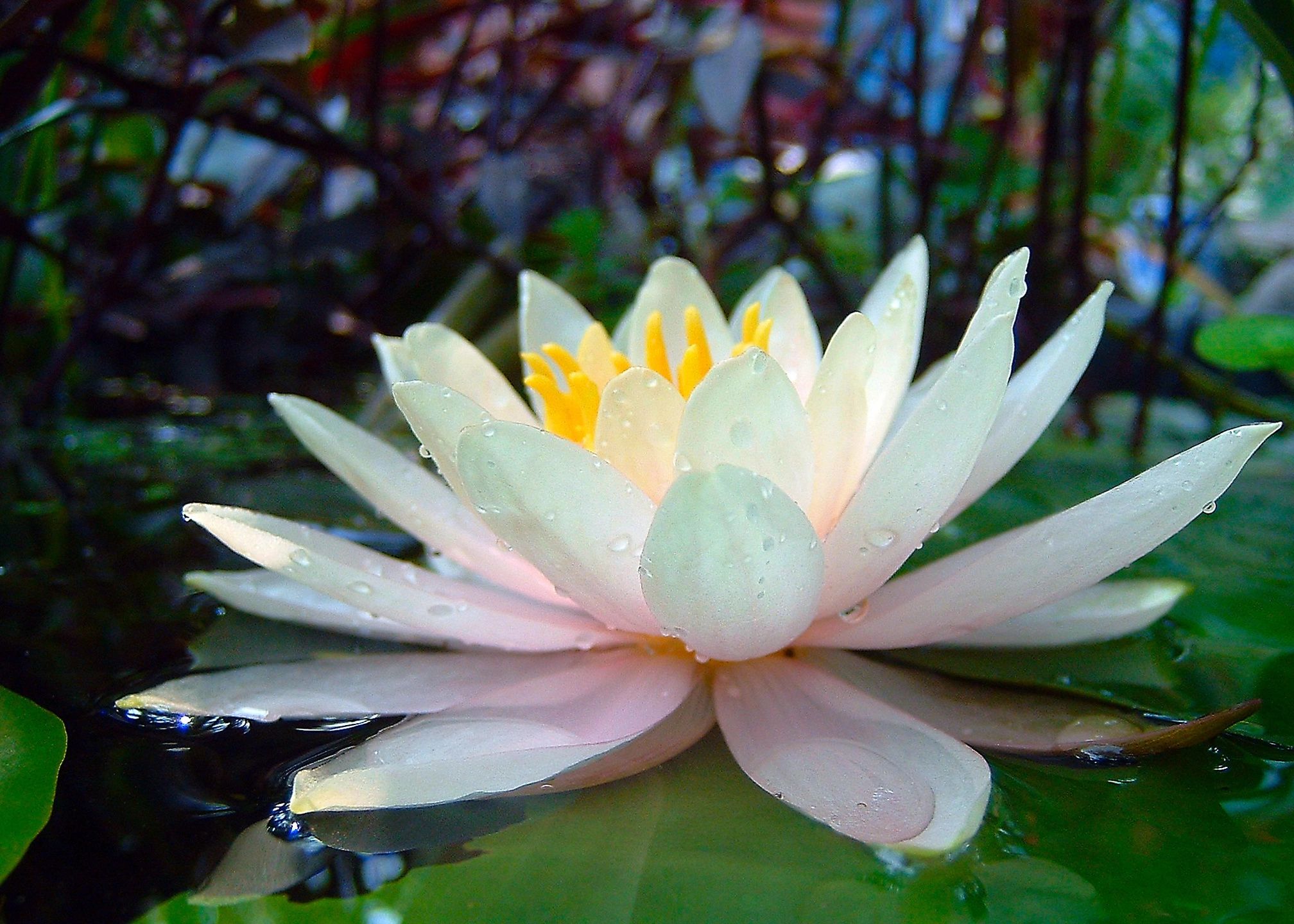 Lotus flower Awakening Awareness